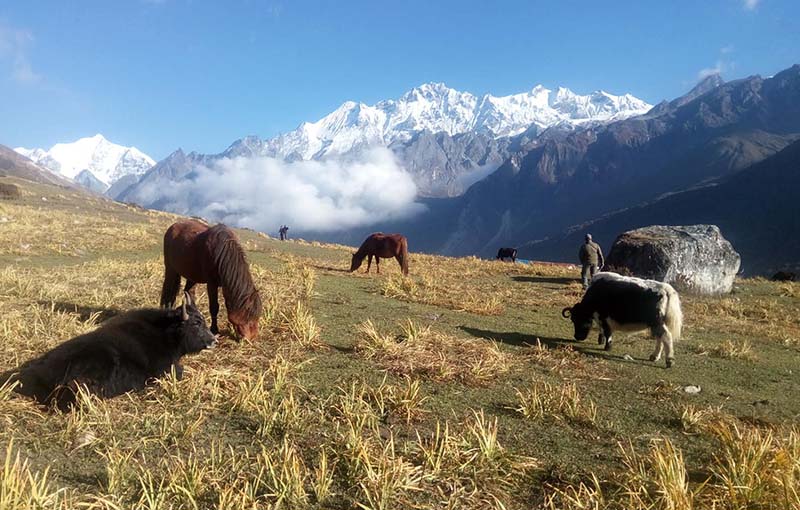 Langtang Trek