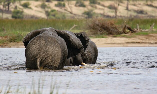 Top Botswana Travel Trends for 2025: Plan the Ultimate Adventure