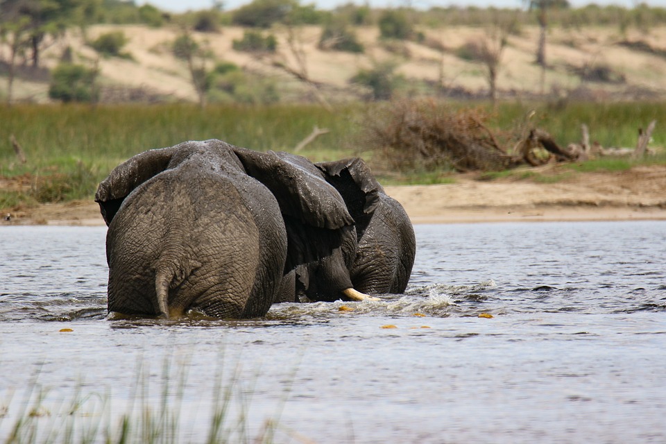 Top Botswana Travel Trends for 2025: Plan the Ultimate Adventure