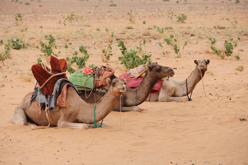 Top Travel Trends in Mauritania for 2025: What to Know Before You Go