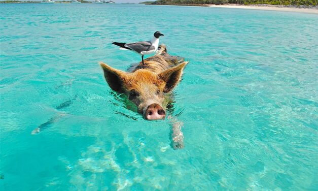 Bahamas Travel Trends 2025: Top Destinations and Experiences You Can’t Miss