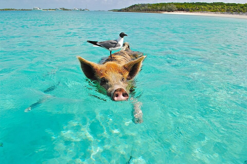 Bahamas Travel Trends 2025: Top Destinations and Experiences You Can’t Miss
