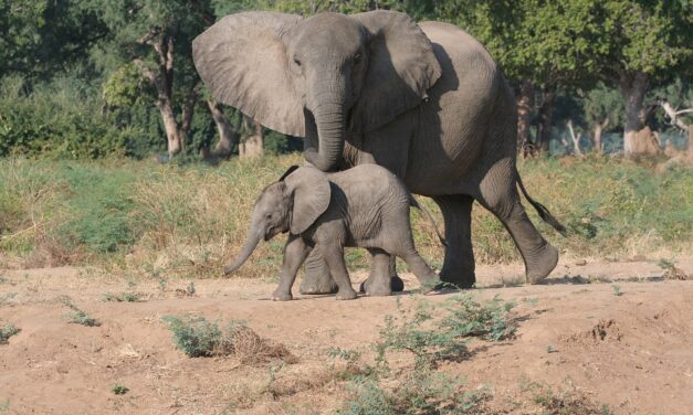 Discover Zimbabwe: Hidden Gems and Must-Visit Destinations for Every Traveler