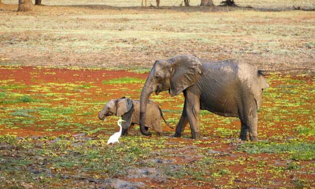 Exploring the Heart of Africa: Top Hidden Gems in Zambia You Can’t Miss