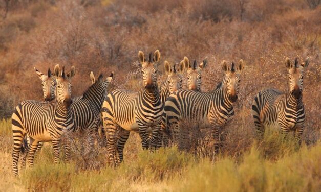 Top Travel Trends in South Africa for 2025: What Every Traveler Should Know