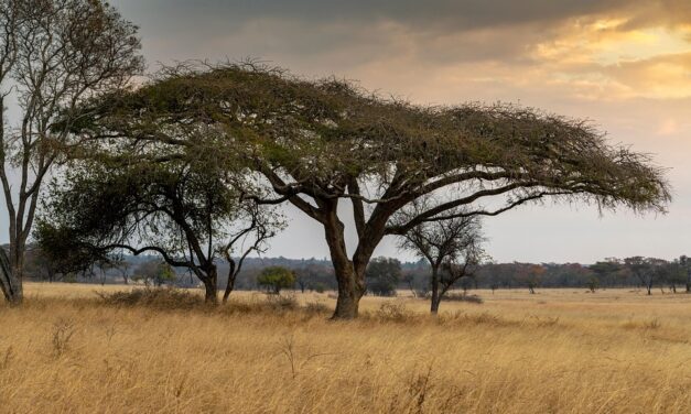 Zimbabwe Travel Guide 2025: Must-Visit Destinations and Emerging Hotspots
