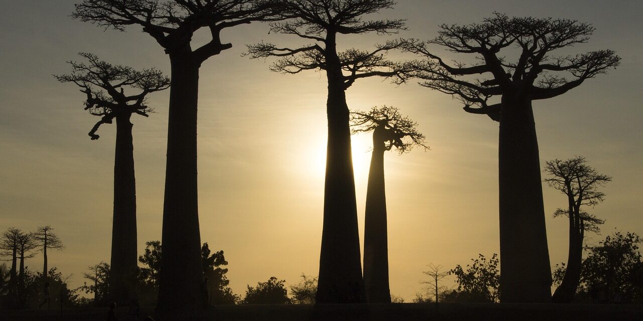 Discover Madagascar: Hidden Gems and Untouched Wonders for Your Ultimate Adventure