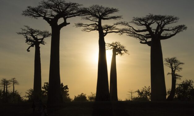 Discover Madagascar: Hidden Gems and Untouched Wonders for Your Ultimate Adventure