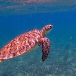 13 Fascinating Facts About Belize That Will Inspire Your Next Adventure