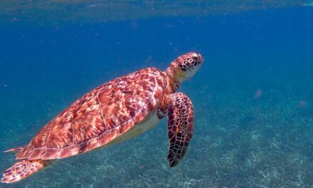 13 Fascinating Facts About Belize That Will Inspire Your Next Adventure