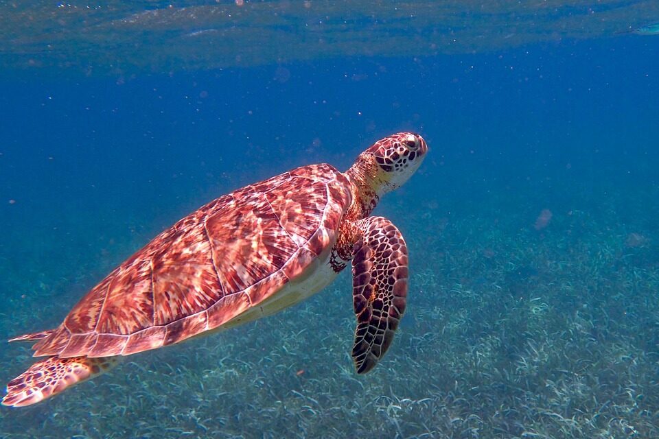 13 Fascinating Facts About Belize That Will Inspire Your Next Adventure
