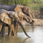 Beyond Victoria Falls: Discover Zambia’s Secret Natural Wonders
