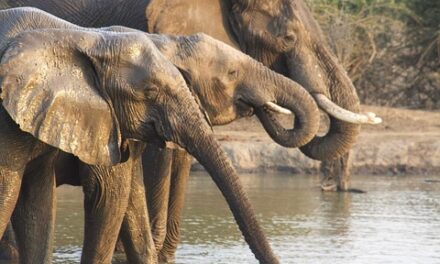 Beyond Victoria Falls: Discover Zambia’s Secret Natural Wonders