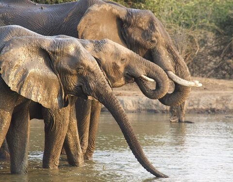 Beyond Victoria Falls: Discover Zambia’s Secret Natural Wonders