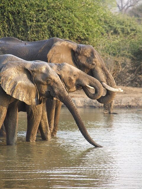 Beyond Victoria Falls: Discover Zambia’s Secret Natural Wonders