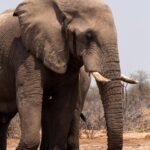 Beyond the Okavango Delta: 10 Hidden Gems in Botswana You Can’t Miss