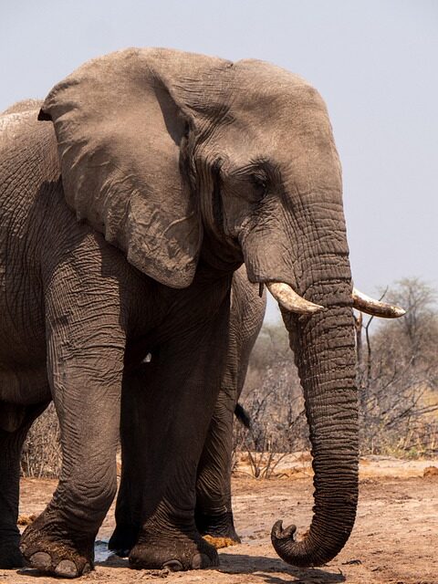 Beyond the Okavango Delta: 10 Hidden Gems in Botswana You Can’t Miss