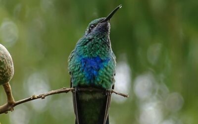 Colombia Travel Guide: Must-Visit Destinations for Every Type of Explorer