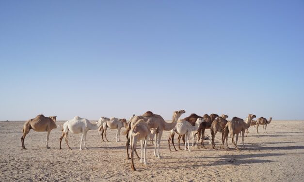 Discover Mauritania: Hidden Gems and Must-Visit Destinations in the Land of Endless Sands