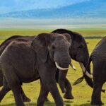 Discover Tanzania: Hidden Gems and Must-Visit Destinations for the Ultimate African Getaway