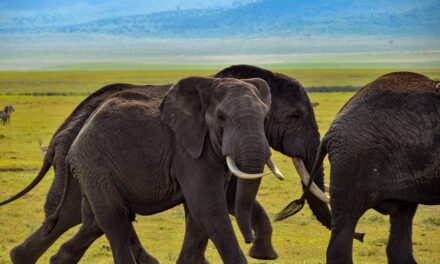 Discover Tanzania: Hidden Gems and Must-Visit Destinations for the Ultimate African Getaway