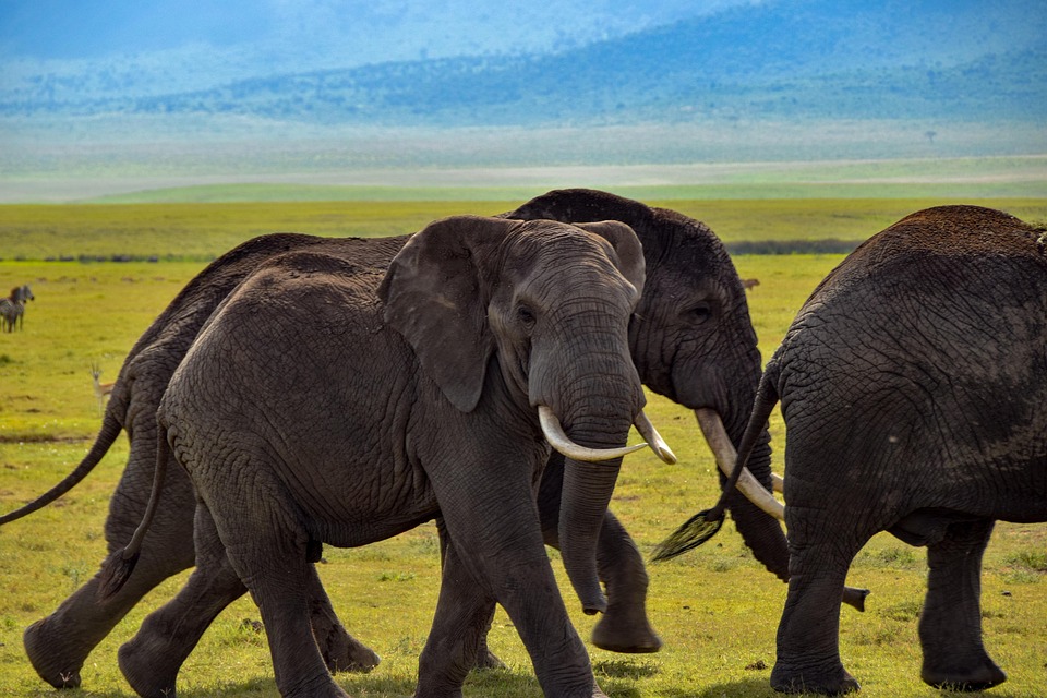 Discover Tanzania: Hidden Gems and Must-Visit Destinations for the Ultimate African Getaway