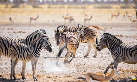 Namibia Awaits: Must-Visit Destinations and Lesser-Known Wonders to Explore