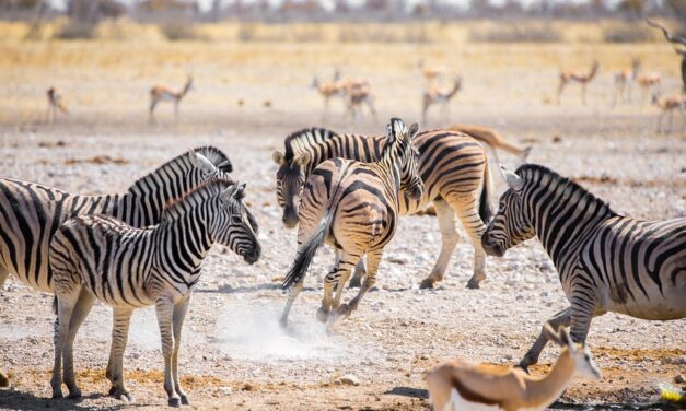 Namibia Awaits: Must-Visit Destinations and Lesser-Known Wonders to Explore