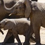 Tanzania Travel Guide: Expert Tips for an Unforgettable Safari and Beyond