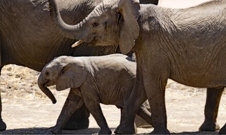 Tanzania Travel Guide: Expert Tips for an Unforgettable Safari and Beyond