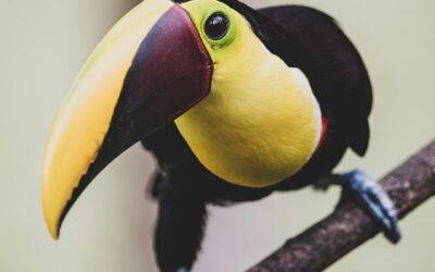 The Ultimate Guide to Costa Rica’s Top Must-Visit Destinations