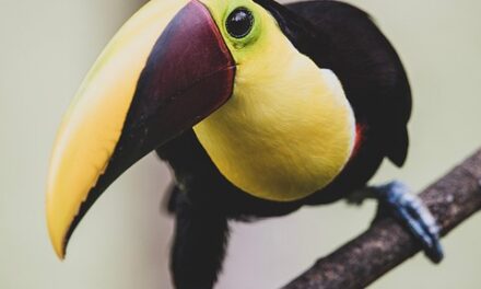 The Ultimate Guide to Costa Rica’s Top Must-Visit Destinations