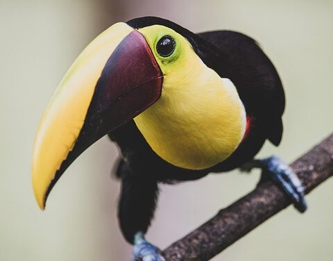 The Ultimate Guide to Costa Rica’s Top Must-Visit Destinations
