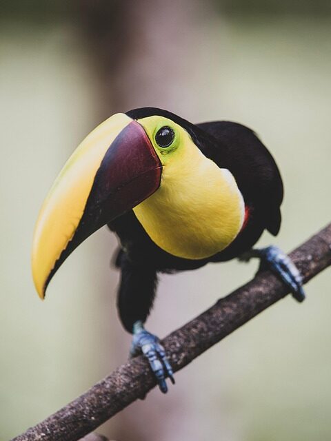 The Ultimate Guide to Costa Rica’s Top Must-Visit Destinations