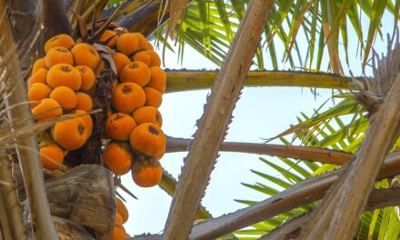 The Ultimate Nigeria Travel Guide: Top Destinations and Insider Tips