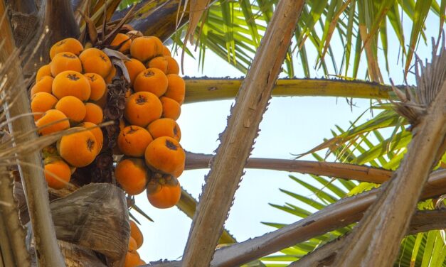 The Ultimate Nigeria Travel Guide: Top Destinations and Insider Tips