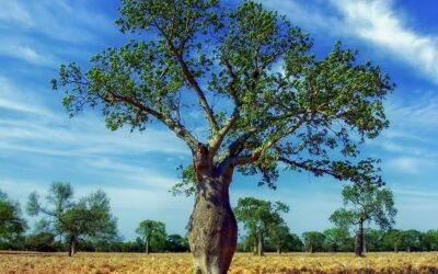 The Ultimate Paraguay Travel Guide: Must-Visit Destinations and Insider Tips