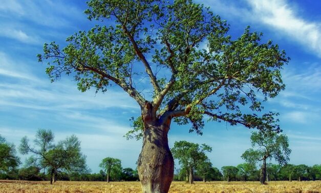 The Ultimate Paraguay Travel Guide: Must-Visit Destinations and Insider Tips