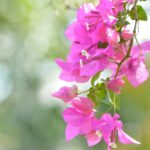 Unveiling Trinidad and Tobago: Hidden Gems You Won’t Want to Miss