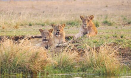Zambia Travel Guide: Must-Visit Destinations for Every Adventurer