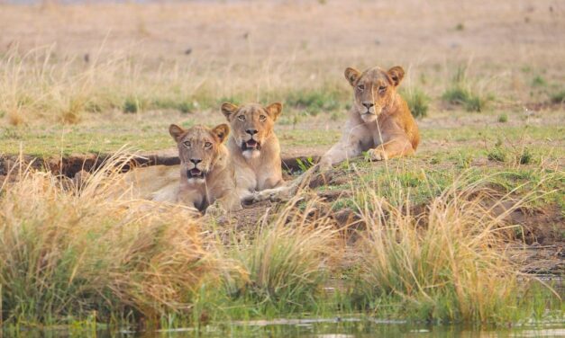 Zambia Travel Guide: Must-Visit Destinations for Every Adventurer