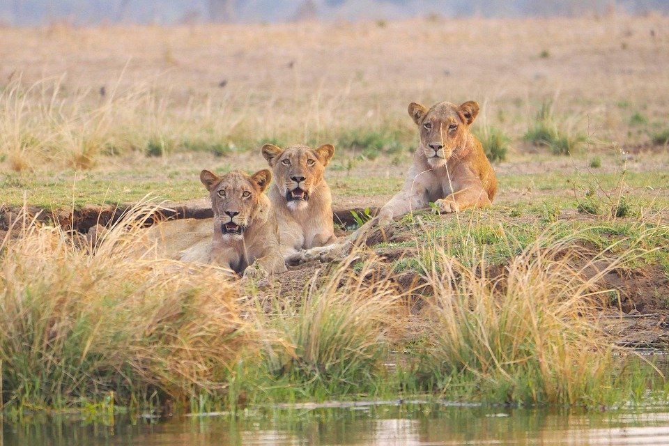 Zambia Travel Guide: Must-Visit Destinations for Every Adventurer