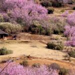 Discover the Magic of Lesotho: Hidden Gems and Must-Visit Destinations You Can’t Miss