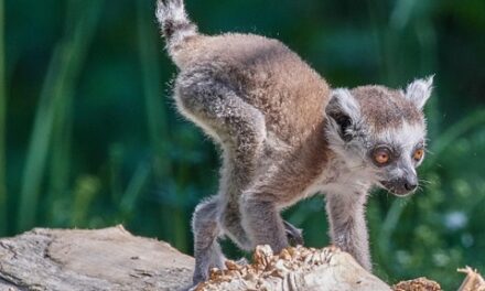 From Baobab Forests to Pristine Beaches: Must-Visit Places in Madagascar