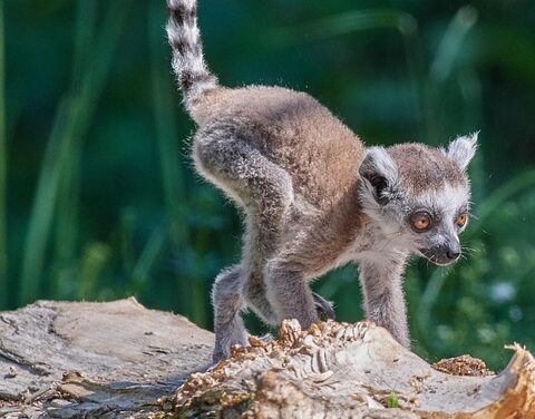 From Baobab Forests to Pristine Beaches: Must-Visit Places in Madagascar