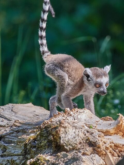 From Baobab Forests to Pristine Beaches: Must-Visit Places in Madagascar