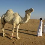 Top Must-Visit Destinations in Saudi Arabia: A Traveler’s Ultimate Guide
