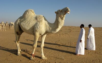Top Must-Visit Destinations in Saudi Arabia: A Traveler’s Ultimate Guide