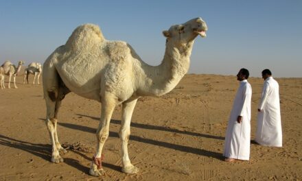 Top Must-Visit Destinations in Saudi Arabia: A Traveler’s Ultimate Guide