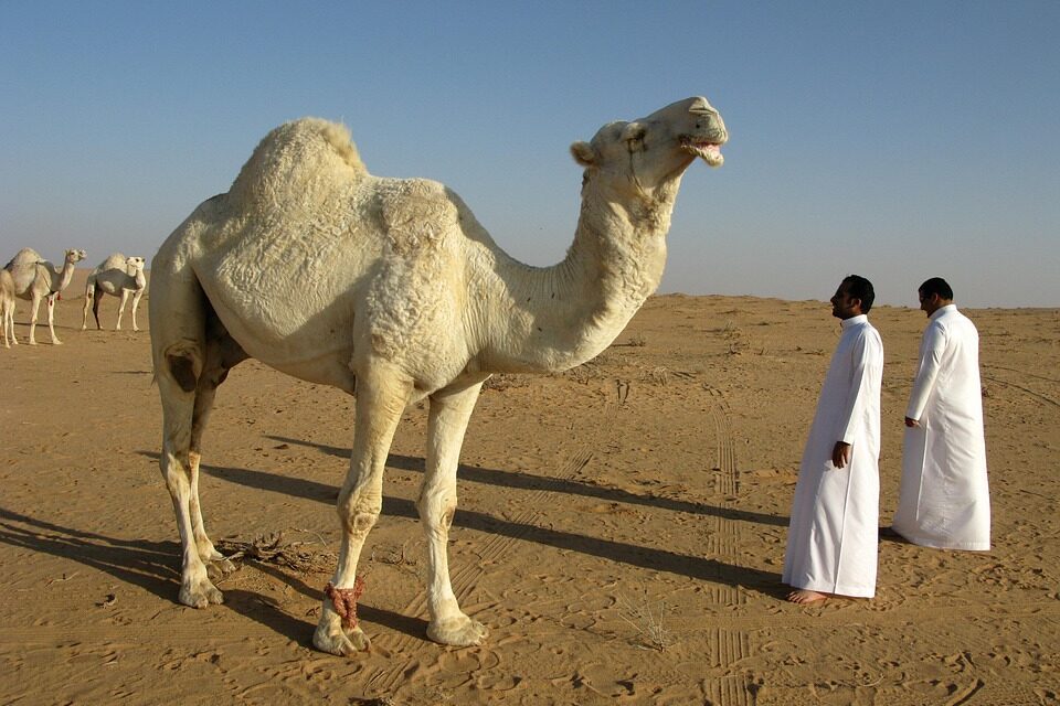 Top Must-Visit Destinations in Saudi Arabia: A Traveler’s Ultimate Guide